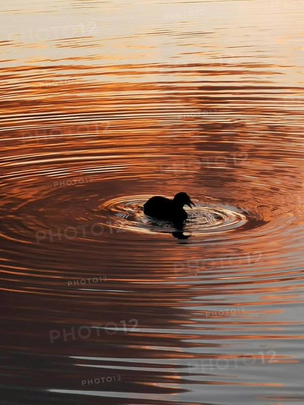 A duck (anatis) swims on a lake with wavy water at sunset in the Weißensee in Berlin