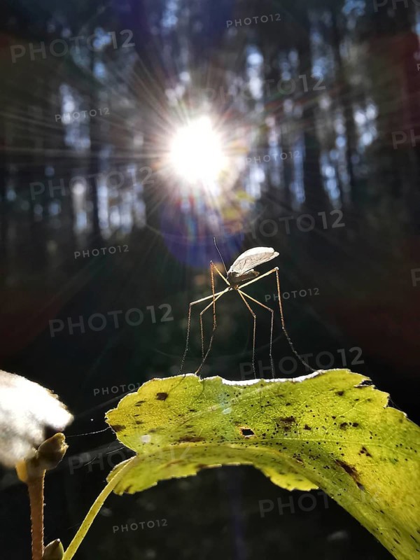 A mosquito (nematocera) sits on a leaf in the forest with sunbeams, Franconian Forest nature park Park