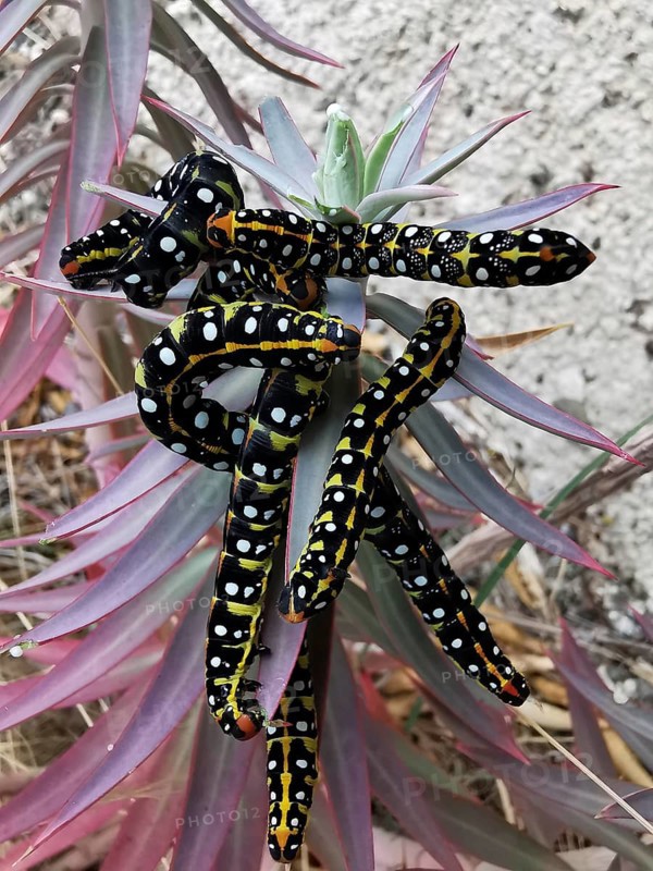 Colourful caterpillars (eruca) of the spurge hawk moth (hyles euphorbiae) with a conspicuous pattern on a plant, Antalya, Turkey