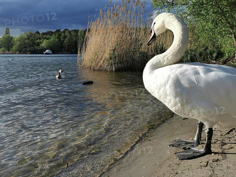 A white swan (cygnus) stands on the shore of a lake while clouds gather in the sky, Berlin