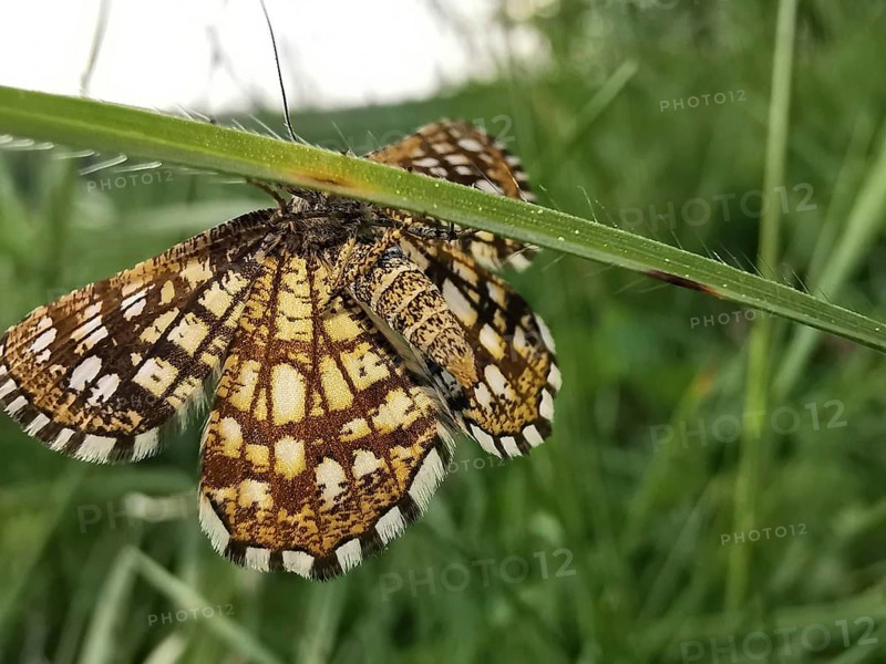 A butterfly Chiasmia clathrata with outstretched wings resting on a blade of grass, Franconian Forest nature park Park, Germany