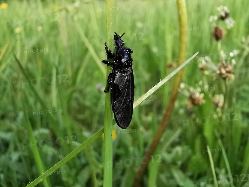 Black insect March fly (bibio marci) clinging to a blade of grass in a dewy environment, Franconian Forest nature park Park