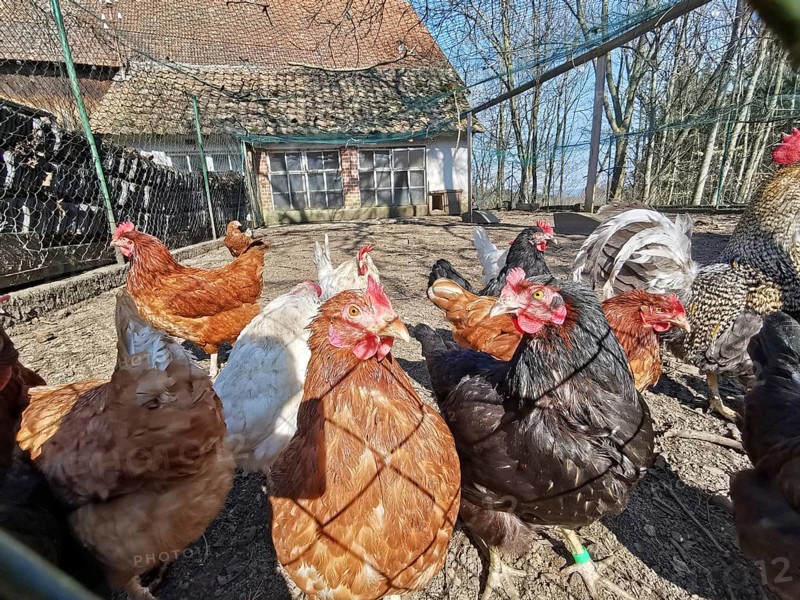 Several chickens (gallus gallus domesticus) running around outdoors on a farmstead, Upper Franconia, Germany