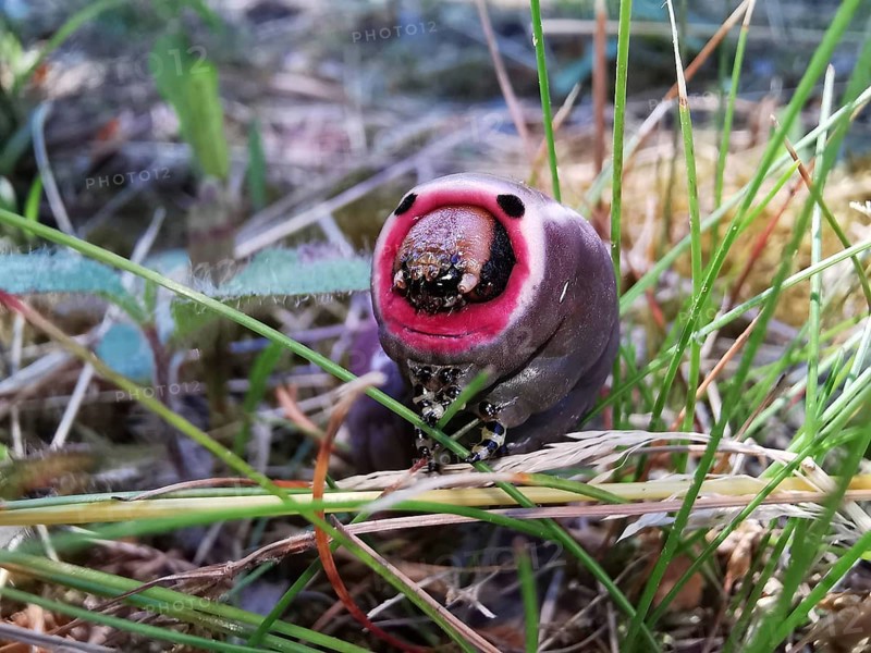 Close-up of a purple caterpillar (eruca) of the puss moth (cerura vinula) with striking colouration in the grass, Thuringian Forest