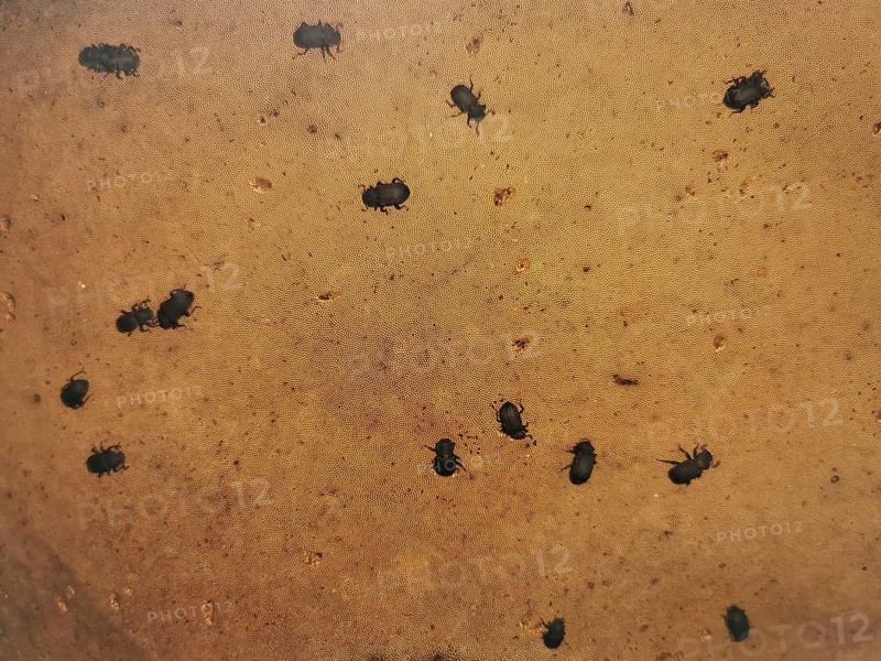 Small black beetles Tinder fungus black beetles (Bolitophagus reticulate bolitophagus) are distributed on a brown surface of a tree fungus and move, Franconian Forest nature park Park, Germany