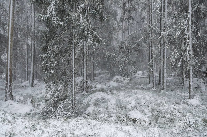 Snowy fir forest, Korpo or Korppo, southwestern archipelago, Finland