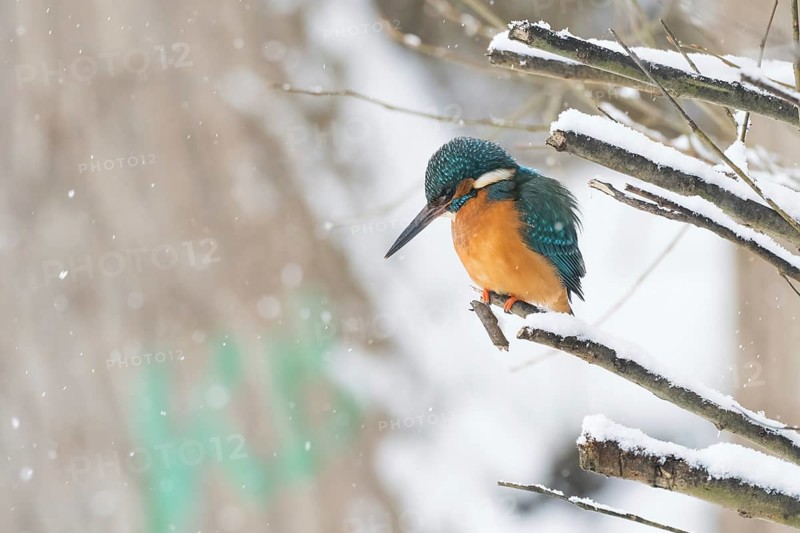 A kingfisher (Alcedo atthis) sits attentively on a snow-covered branch in a quiet winter landscape, Hesse, Germany