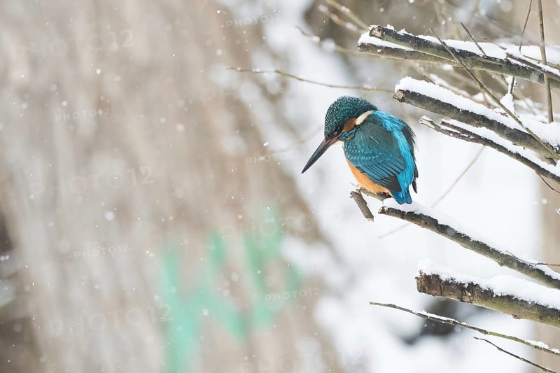 A kingfisher (Alcedo atthis), male, sitting on a snow-covered branch, surrounded by falling snow, Hesse, Germany