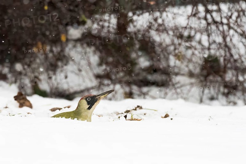 A green woodpecker (Picus viridis) peers out of a blanket of snow, surrounded by winter nature and falling snow, Hesse, Germany
