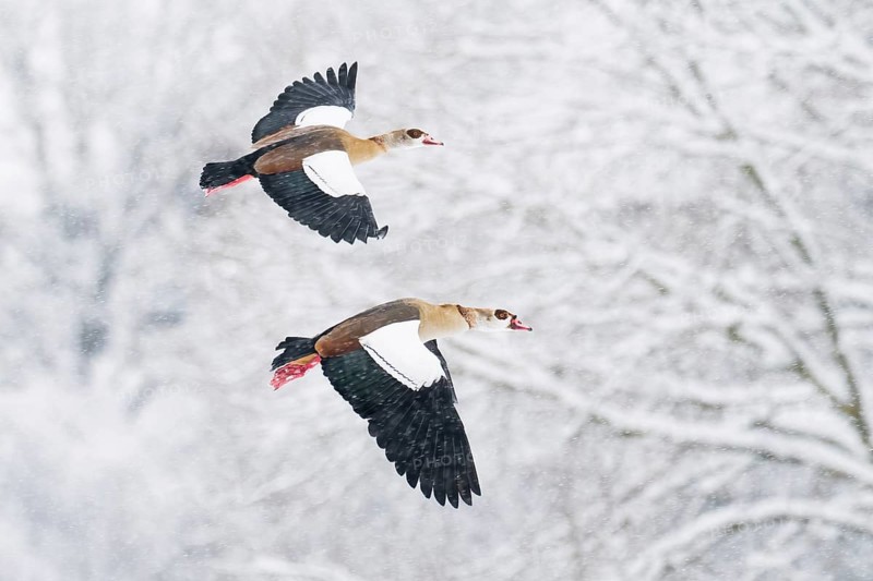 Two Nile Geese (Alopochen aegyptiacus) in flight over a snow-covered landscape during snowfall, dynamic and cold winter scenario, Hesse, Germany