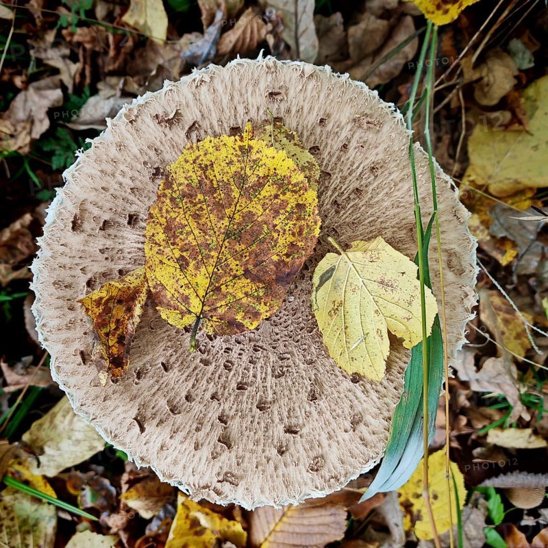 Close-up of a Parasol mushroom (Macrolepiota procera) with autumn leaves in the forest, Rennsteig, Franconian Forest nature park Park