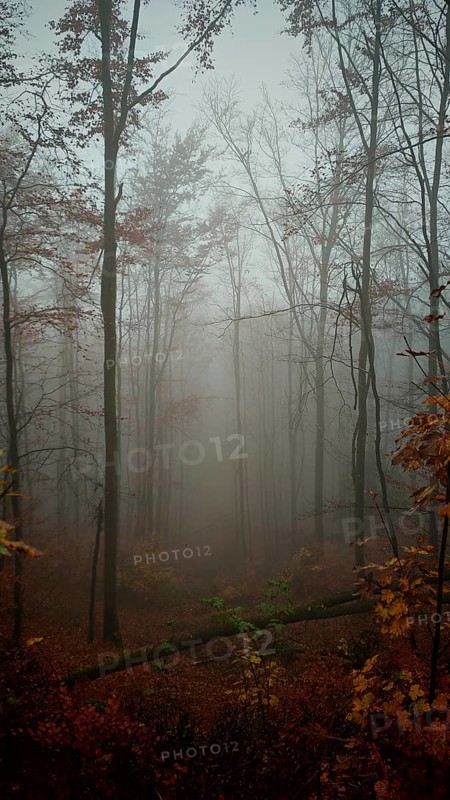 A mystical forest wrapped in fog and steeped in autumn tones, Thuringian Forest