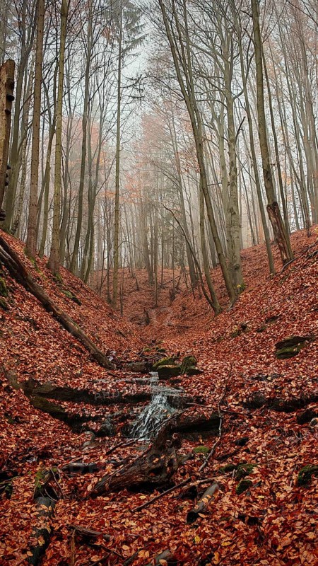 A foggy autumn forest with fallen leaves and a small stream, Thuringian Forest