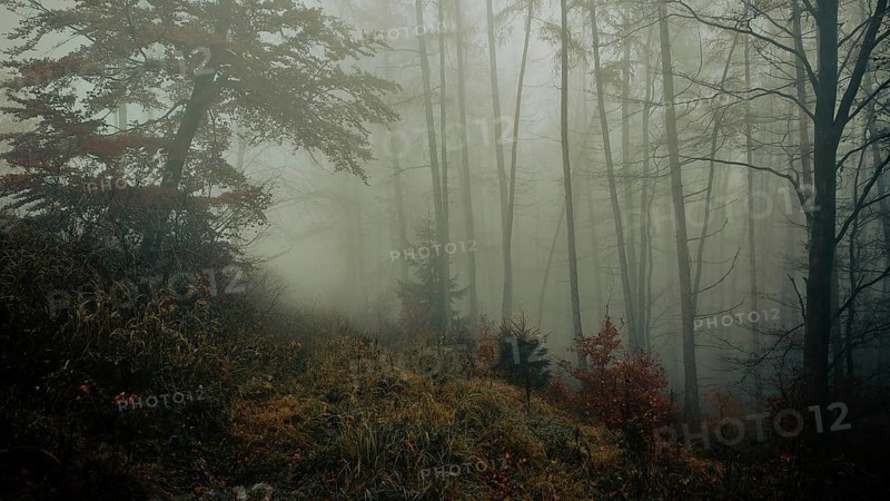 A calming, foggy forest with shady trees in autumn colors, Thuringian Forest