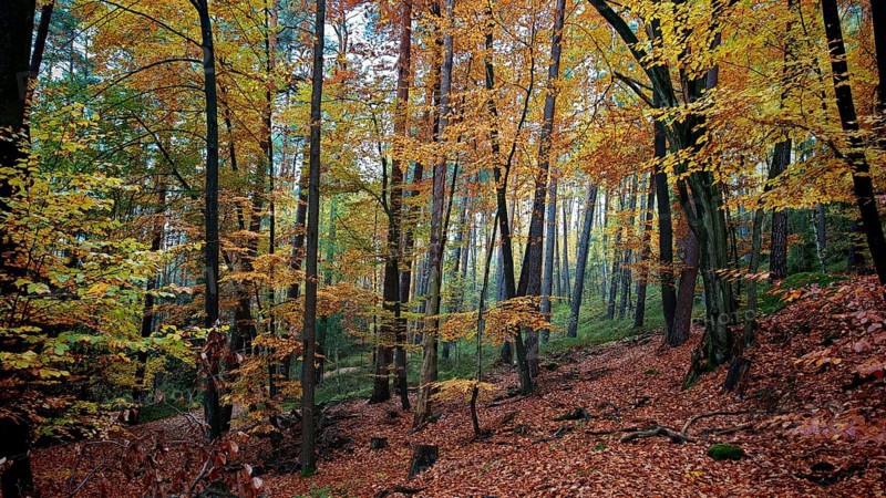Autumn forest with yellow-green leaves and soft light, Hainich National Park, Germany