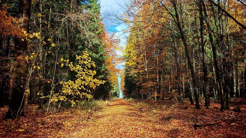 Forest trail covered with colorful foliage under blue sky, Frankenwald nature park Park, Germany