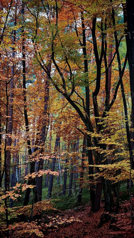 Colourful, quiet forest with tall trees in autumn, Hainich National Park, Germany