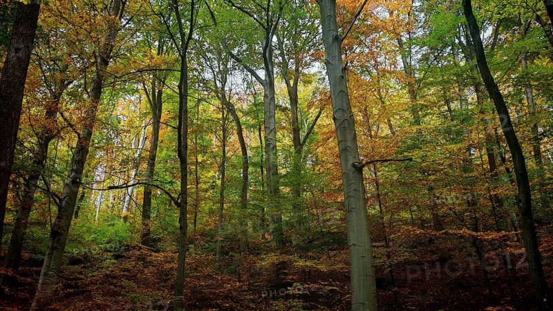 Colourful mix of trees with autumn leaves in the forest, which exude liveliness and warmth of the season, Hainich National Park, Germany