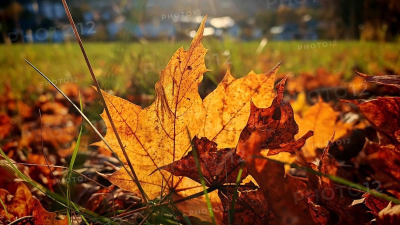 Golden autumn leaf lying in the sun in a meadow, Frankenwald nature park Park