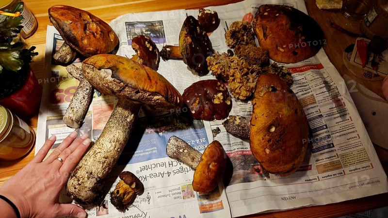Different mushrooms lying on newspaper with one hand as a size comparison, Upper Franconia