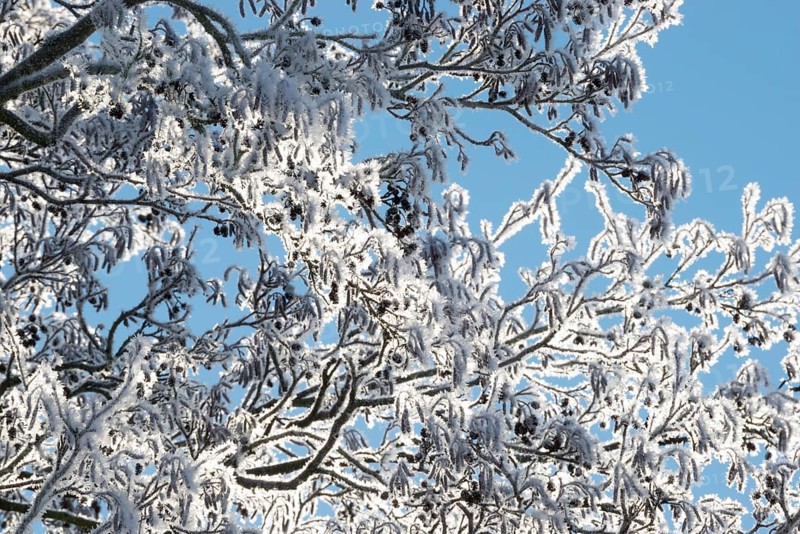 Black alder (Alnus glutinosa) branches covered in ice crystals, hoar frost, rime and snow, also known as black alder or red alder, with fruit, fruit clusters, cones and fresh inflorescences, flowers, flower heads, light blue sky, treetop, treetop, ice shining in the sunlight, winter atmosphere, blue, frost, icy, cold, cold, peaceful scenery, mood, bright light in the morning, bare branches, cool colours, tree, trees, deciduous tree, deciduous trees, district of Lüneburg, Lower Saxony, Germany