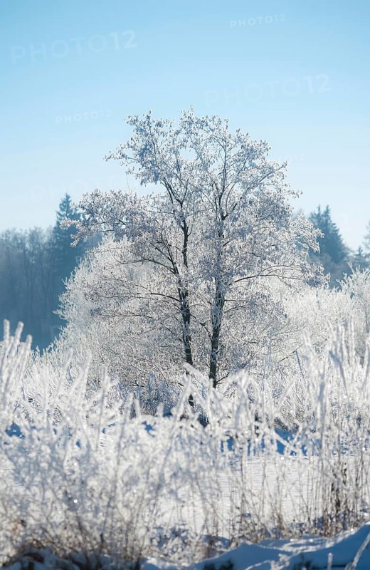 An icy tree, black alder (Alnus glutinosa), also known as black alder or red alder, in a wide snowy landscape, clear light blue, cloudless sky, ice crystals, frost, hoarfrost and snow, grasses, forest in the background, ice shining in the sunlight, wintry atmosphere, blue, frost, icy, cold, cold, peaceful scenery, calm, friendly atmosphere, light, bare branches, tree, trees, deciduous tree, deciduous trees, on the river Ilmenau, FFH area, district of Lüneburg, Lower Saxony, Germany