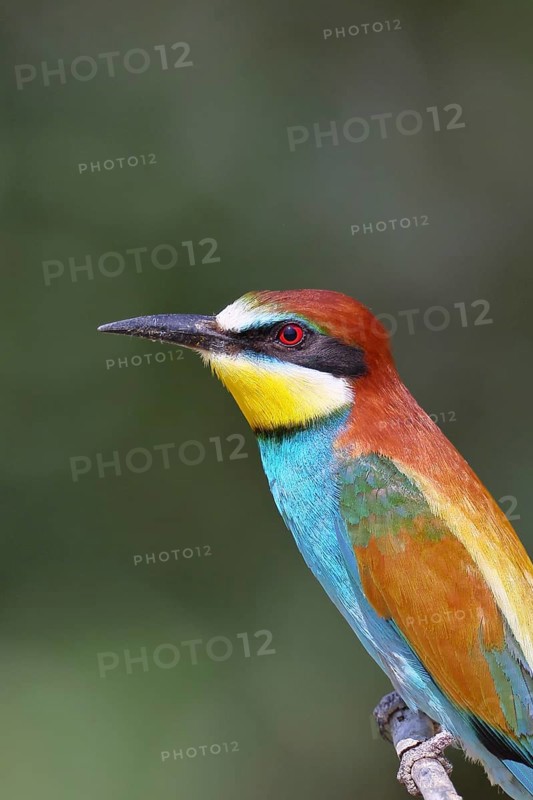 European bee-eater (Merops apiaster) sitting on a branch, animal portrait, Lake Neusiedl, Burgenland, Austria