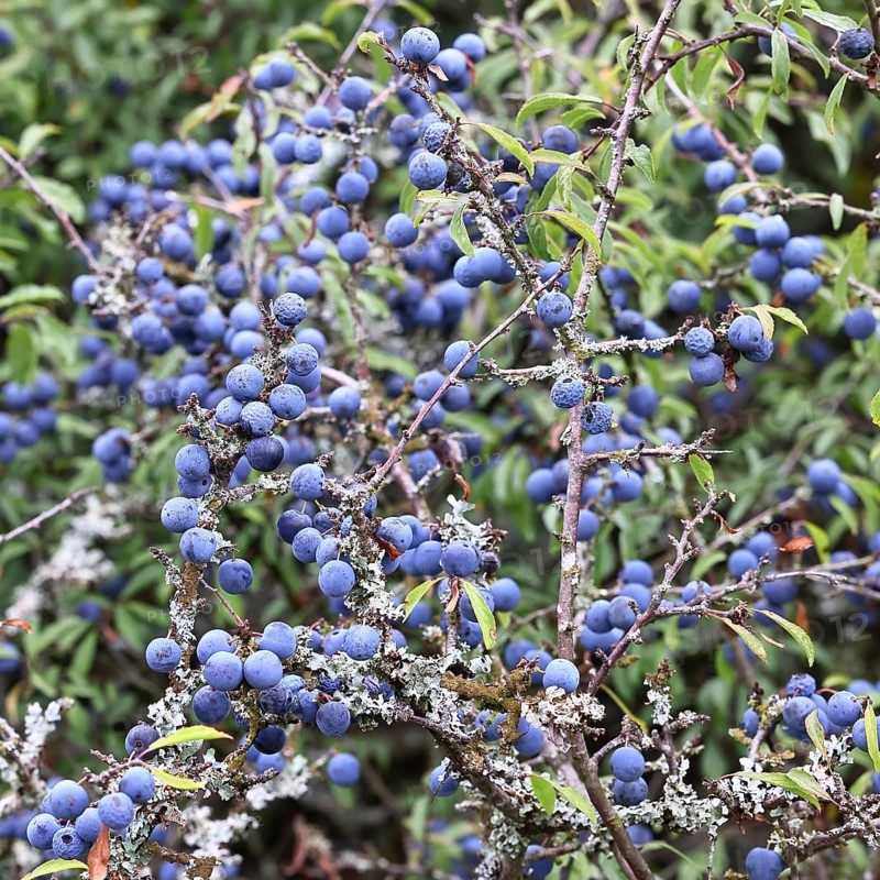 Blackthorn (Prunus spinosa), shrub with ripe fruit, autumn, Wilnsdorf, North Rhine-Westphalia, Germany