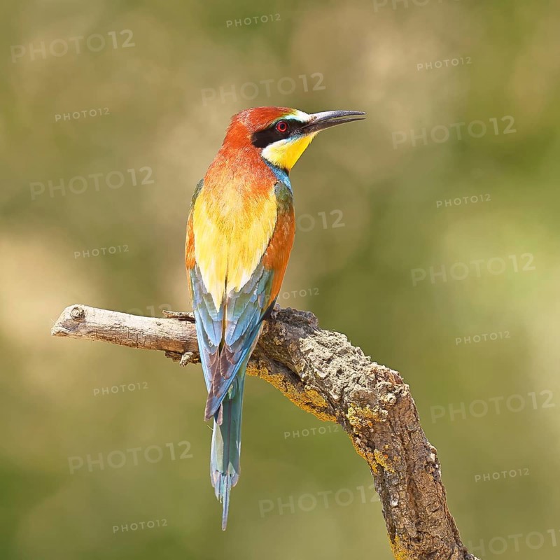 European bee-eater (Merops apiaster) sitting on a branch covered with green lichen, dorsal view, Lake Neusiedl, Burgenland, Austria