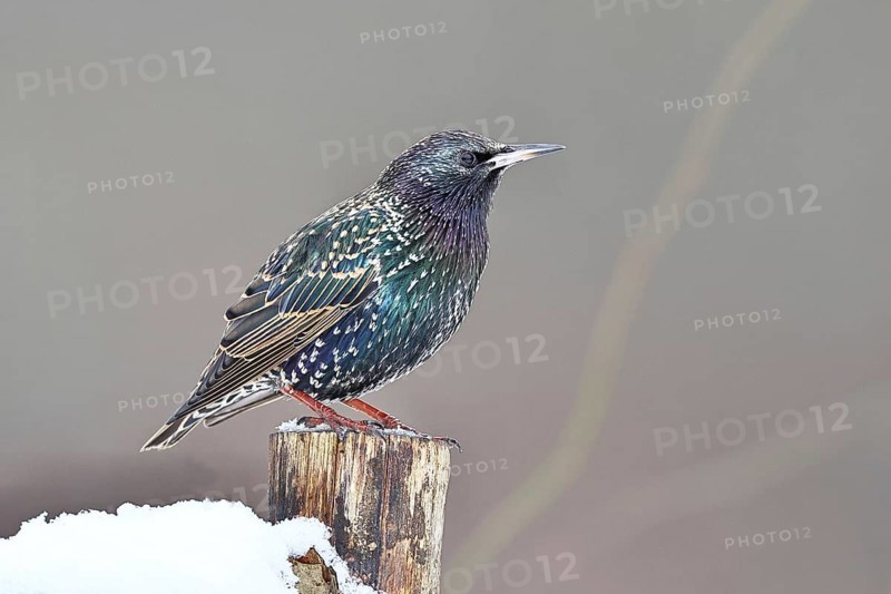 Starling (Sturnus vulgaris) adult bird in spotted winter plumage, sitting on a fence post, Wilnsdorf, North Rhine-Westphalia, Germany