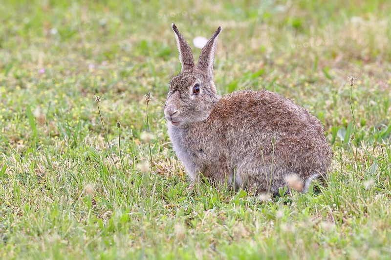 Wild rabbit (Oryctolagus cuniculus), sitting in a meadow, adult, alert, wildlife, animals, rodent, Podersdorf, Lake Neusiedl-Seewinkel National Park, Burgenland, Austria