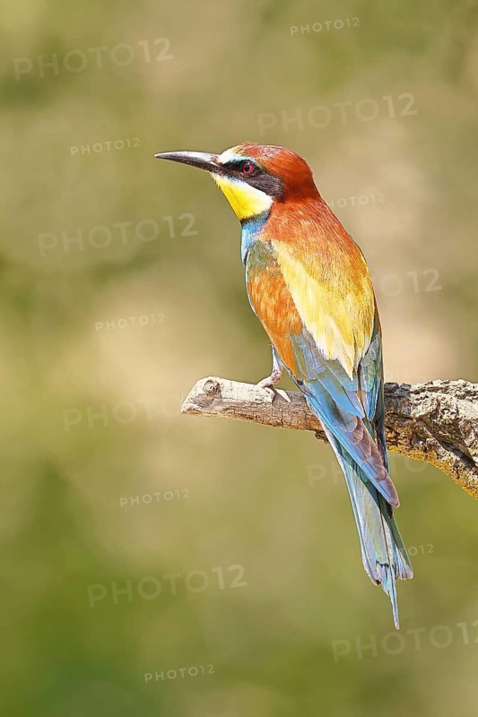 European bee-eater (Merops apiaster) sitting on a branch covered with green lichen, dorsal view, Lake Neusiedl, Burgenland, Austria