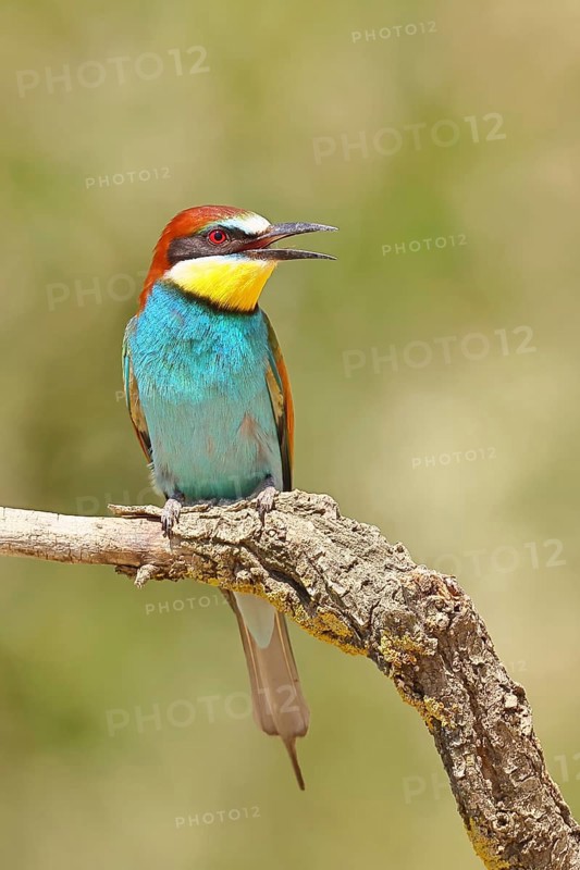 European bee-eater (Merops apiaster) sitting on a branch covered with green lichen, Lake Neusiedl, Burgenland, Austria