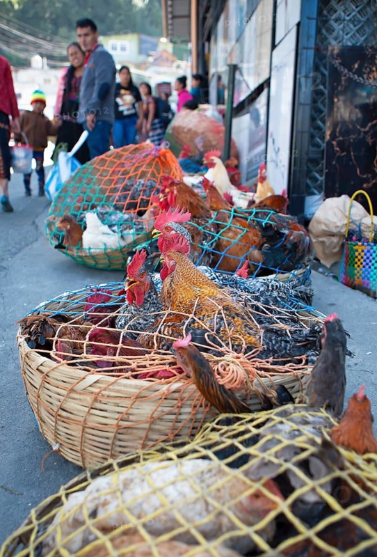 Chickens on the net for sale at the market in Sololá, Highlands, Sololá Department, Guatemala