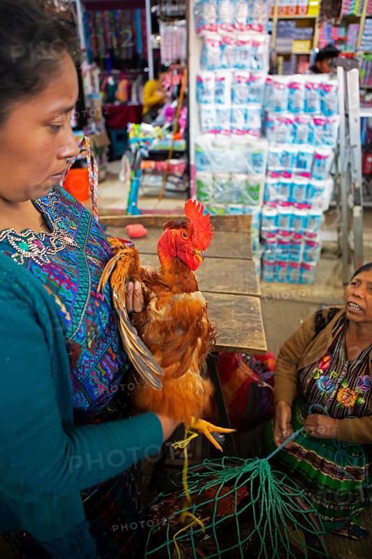 Mayan woman wearing traditional clothes with a chicken at the market in Sololá, Highlands, Sololá Department, Guatemala