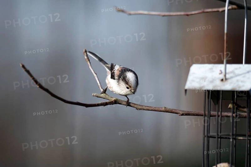 Long-tailed Tit (Aegithalos caudatus), twig, cute, Germany