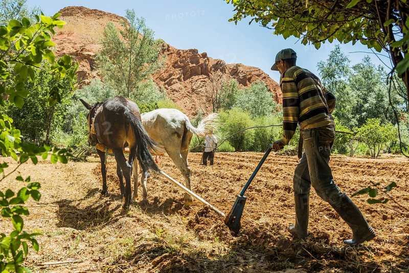 Farmers working in the fields, Atlas Mountains, Meknès-Tafilalet region, northern Sahara, Morocco
