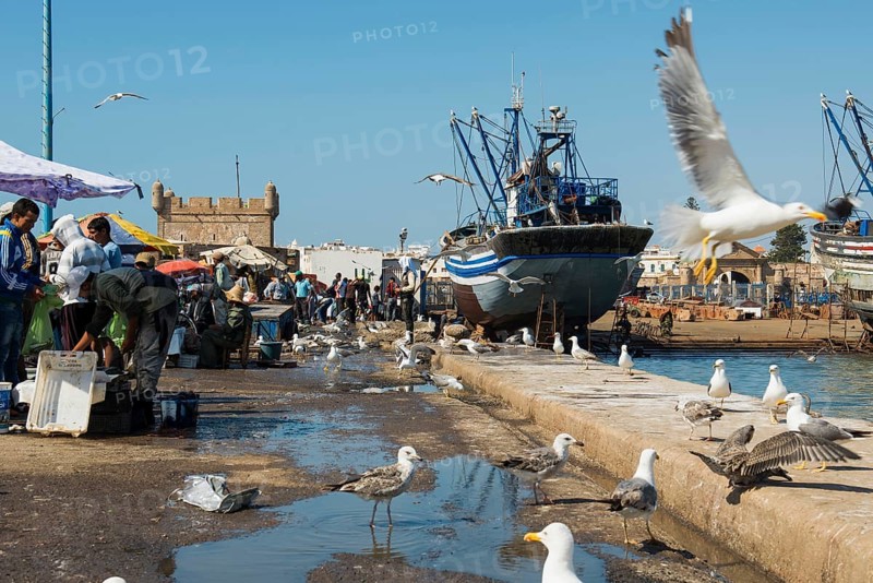 Fishing boats, fishing port, Essaouira, UNESCO World Heritage Site, Atlantic coast, Morocco