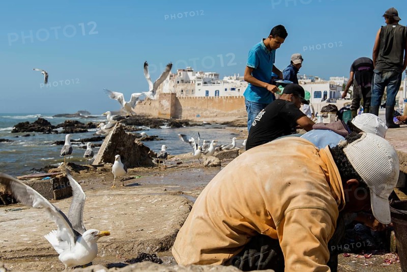 Fishermen and seagulls on the promenade, Essaouira, UNESCO World Heritage Site, Atlantic coast, Morocco