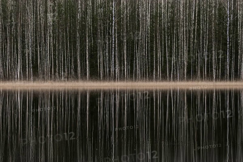 Tight standing, white-black trunks, birch forest on lakeside in winter, forest, multiple exposure, Finland