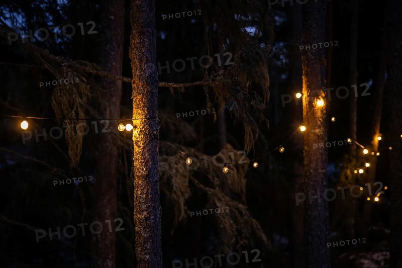 Fairy lights on pine trunks emit warm, soft light and illuminate the dark forest, Bokeh, Finland