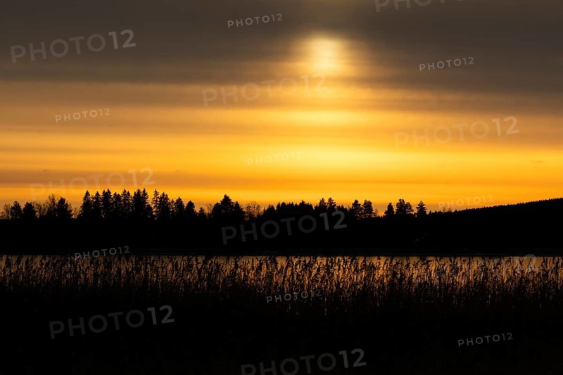 A calm lake at sunset with a yellowish cloudy sky and silhouettes of trees and reeds, Finland
