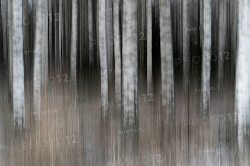 Tight standing, white-black trunks, birch forest in winter, forest, wiping, Finland