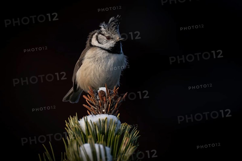Crested Tit (Parus Scalloped ribbonfish) sitting on branch in pine tree (Pinus) in winter, Korpo or Korppoo, southern Finnish archipelago, Finland