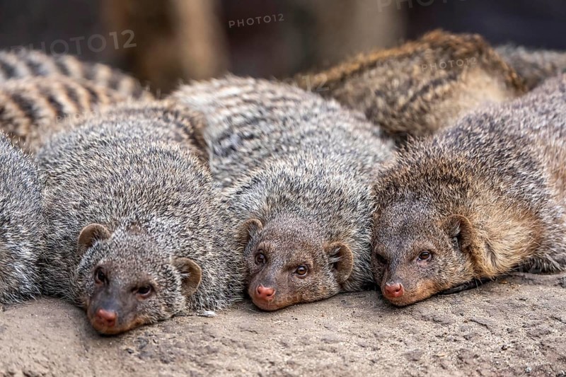 Zebra mongooses doze at lunchtime, live in associations of several dozen animals, live in Central and Southern Africa