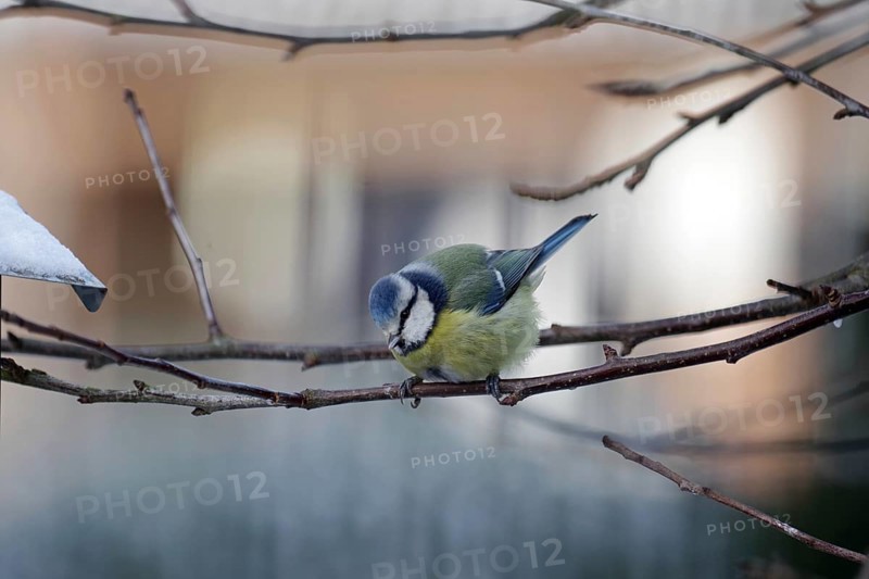 Blue tit (Cyanistes caeruleus), twig, snow, cute, Because of the cold the tit has fluffed up itself up