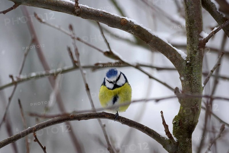 Blue tit (Cyanistes caeruleus), snow, winter, twig, cute, At low temperatures the birds pull one leg into their dense down feathers