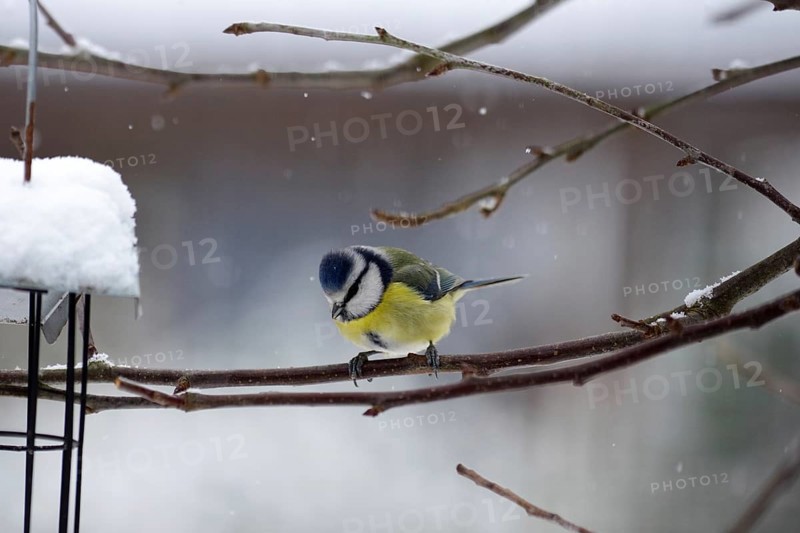 Blue tit (Cyanistes caeruleus), snow, branch, winter, cold, The snowflakes fall on the colourful feathers of the titmouse