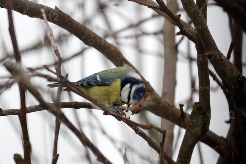 Blue tit (Cyanistes caeruleus), peanut, twig, winter, The tit fixes the food with its foot