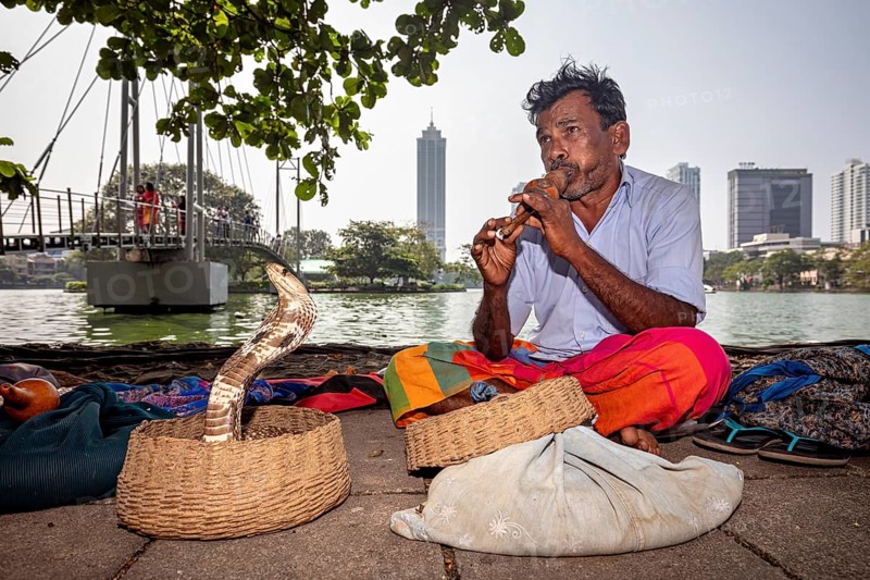 A man plays the flute in front of a snake in a basket, with an urban skyline in the background, a snakesman in Colombo in Sri Lanka